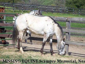 MISSING EQUINE Scamper Memorial, Near Santa Ynez, CA, 93460